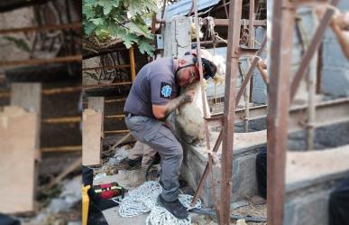 Rescate animal en Pesquería: Linces salvan a chivito de noria