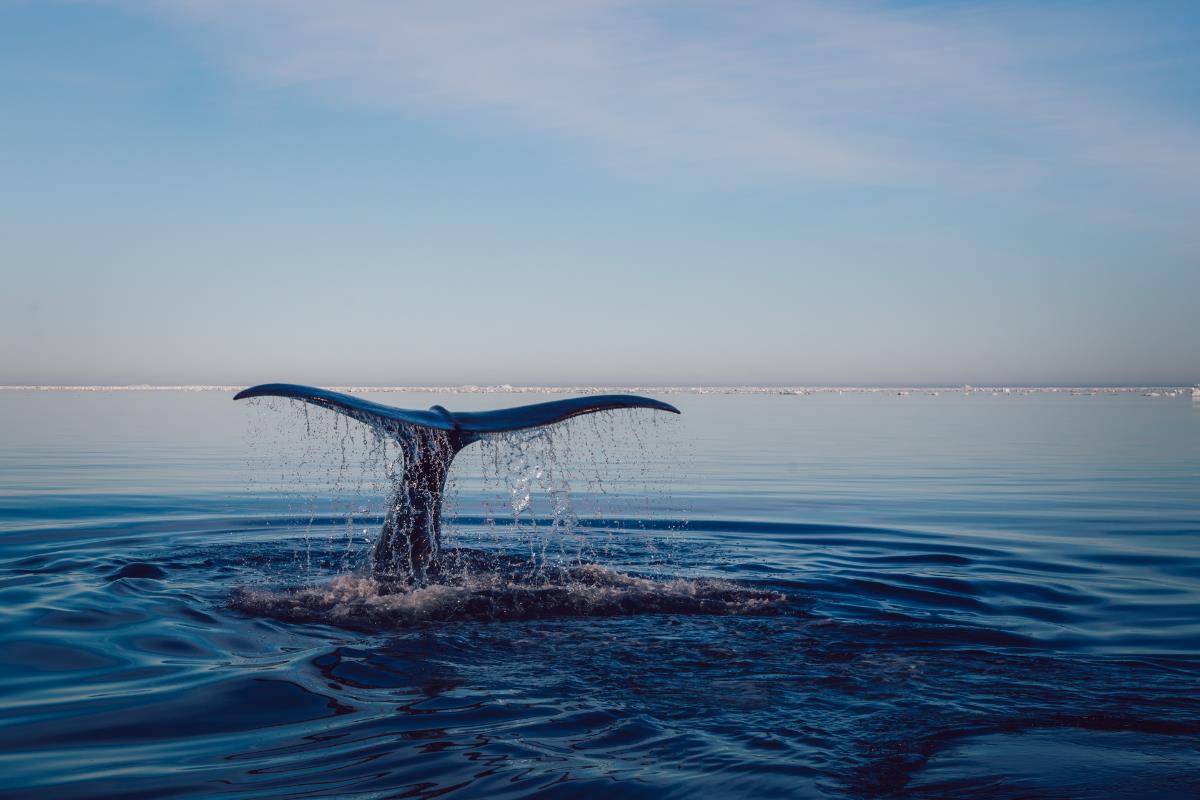 Océano con una especia. Foto: Canva