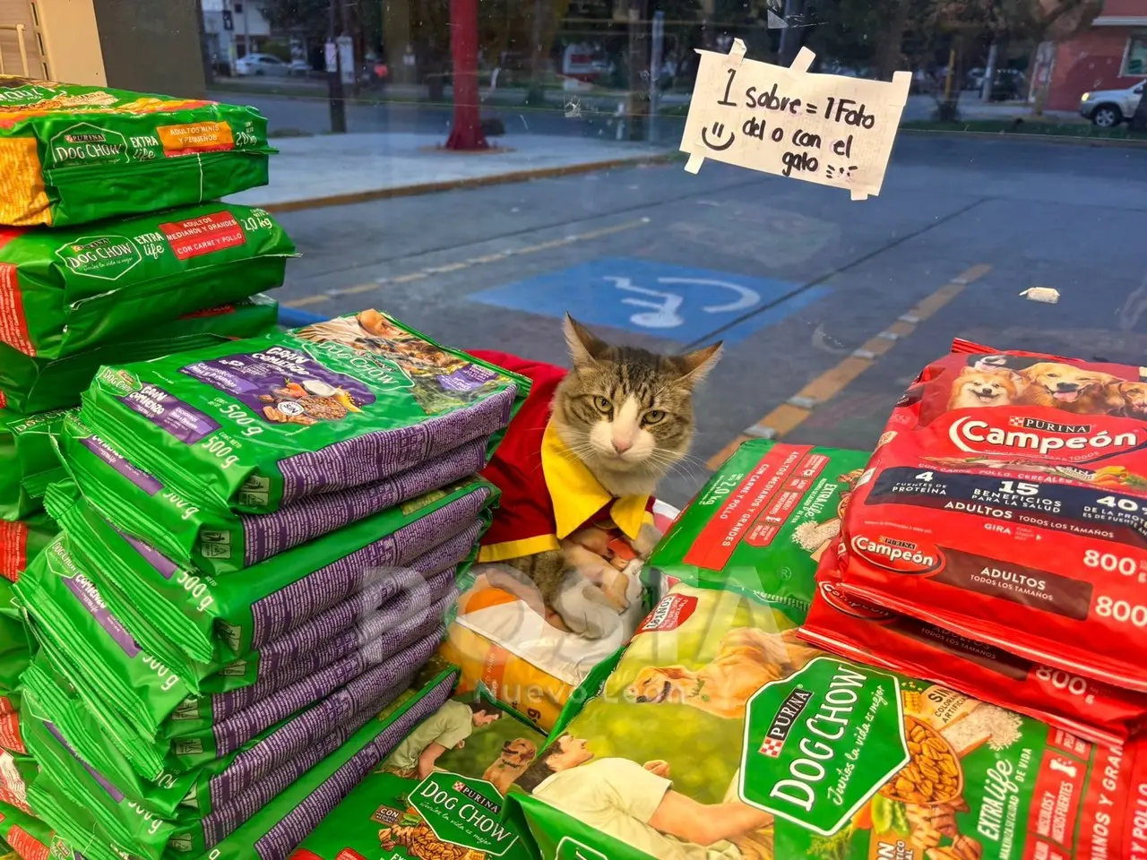 Gato atendiendo en el Oxxo. Foto: POSTA