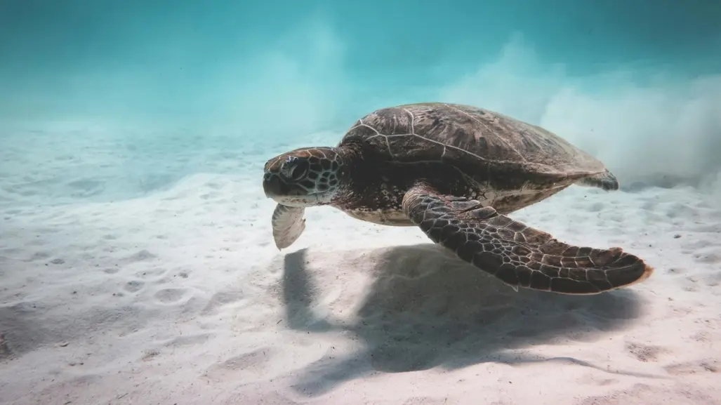 Día mundial de los Océanos: Un llamado a la perservación