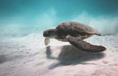 Día mundial de los Océanos: Un llamado a la perservación