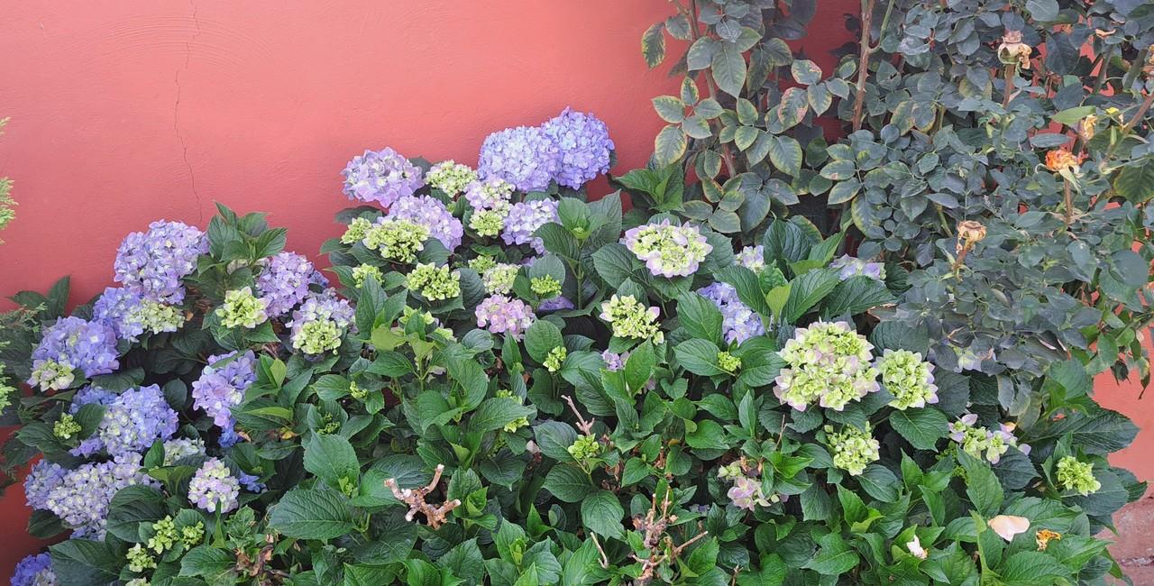 El concepto de música de las plantas ha sido objeto de debate y estudio durante décadas. Foto: POSTA