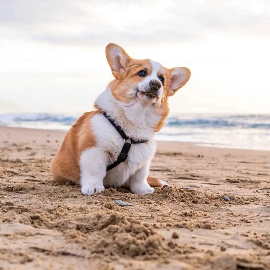 Mira porque se les dice lomitos a los perritos ¿lo sabias?