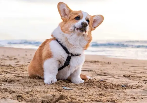 Mira porque se les dice lomitos a los perritos ¿lo sabias?