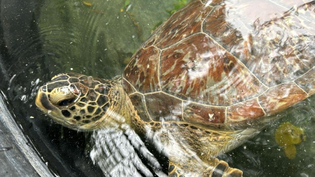 Evita la ilegalidad: reporta avistamientos de fauna silvestre