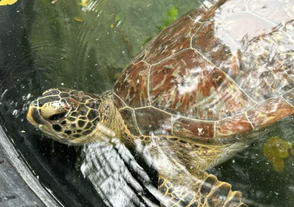 Evita la ilegalidad: reporta avistamientos de fauna silvestre