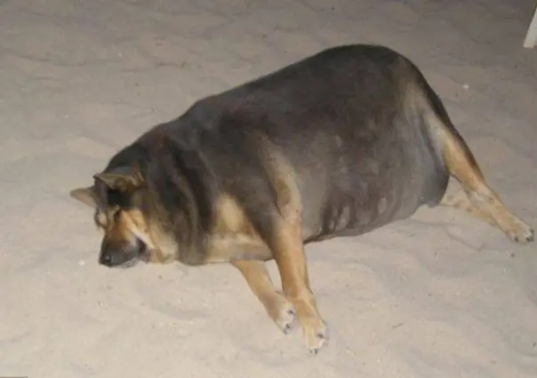 ¿Por qué llamamos lomitos a nuestros perritos?