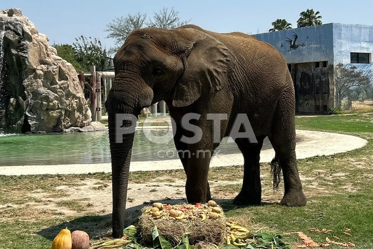 Monty, un elefante africano en el Parque Ecológico La Pastora. Foto: Jorge López