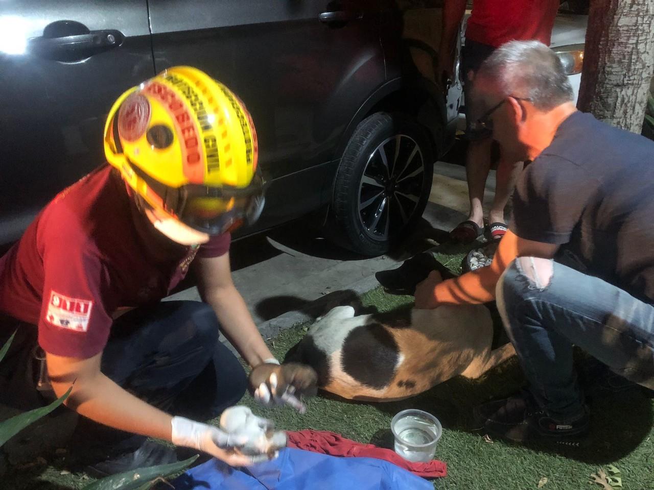 Auxilian a perrita en labores de parto en Escobedo