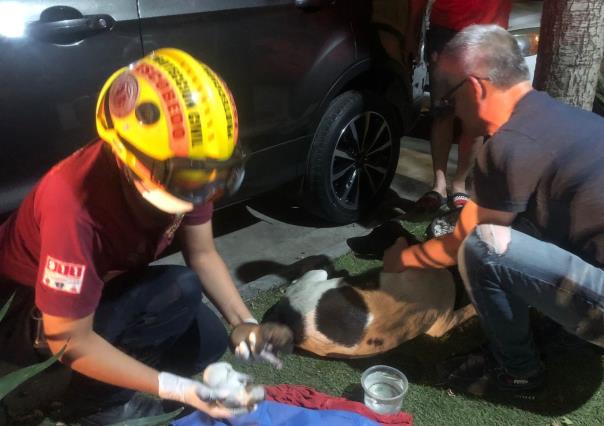 Auxilian a perrita en labores de parto en Escobedo