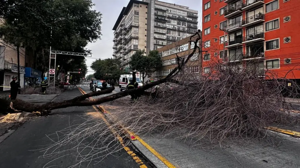 Cae árbol de 20 metros y afecta la circulación de la Línea 3 del Metrobús