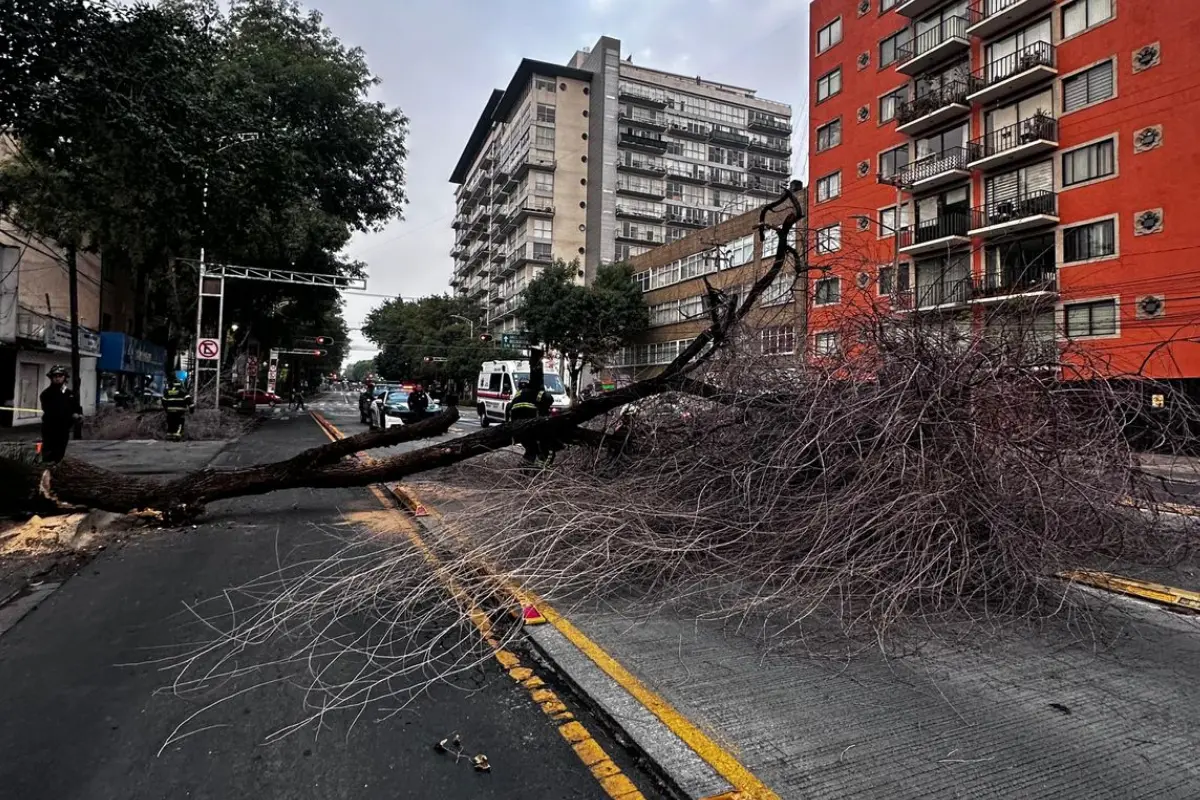 Árbol caído en Benito Juárez. Foto: Ramón Ramírez