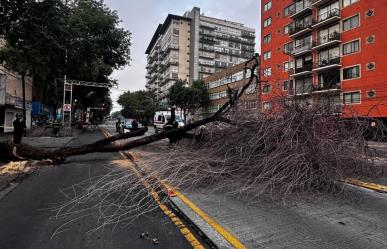 Cae árbol de 20 metros y afecta la circulación de la Línea 3 del Metrobús