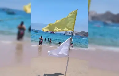 ¡Aguas con las medusas! Colocan banderas blancas en 3 playas de Los Cabos