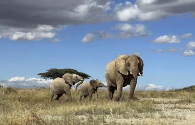 Descubren que elefantes africanos se llaman por nombres individuales