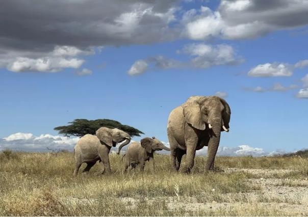 Descubren que elefantes africanos se llaman por nombres individuales