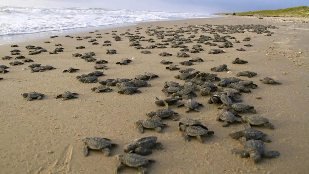 Resguardan mil 822 nidos de tortugas lora