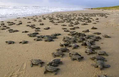 Resguardan mil 822 nidos de tortugas lora