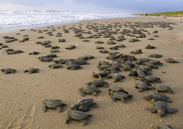 Resguardan mil 822 nidos de tortugas lora