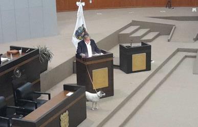 Adopta Congreso de Tamaulipas a “Perrucha” y “Ardillita”