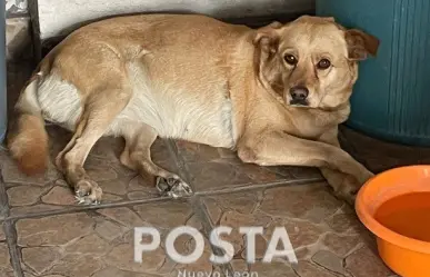 Dueña busca a su perrita Lana que se perdió en Monterrey