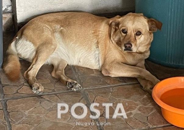 Dueña busca a su perrita Lana que se perdió en Monterrey