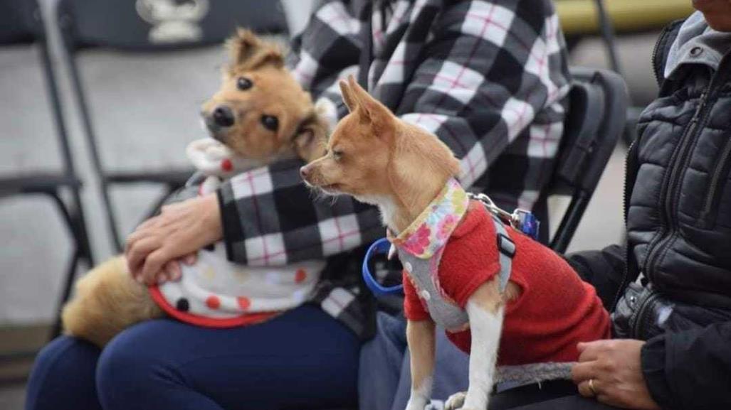 Jornada de Esterilización y Vacunación Canina y Felina en San Mateo Atenco