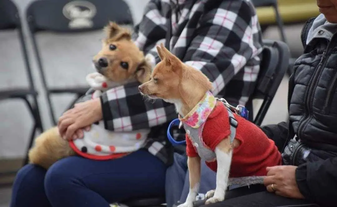 Jornada de Esterilización y Vacunación Canina y Felina en San Mateo Atenco. Foto: Gobierno Municipal de San Mateo Atenco 2022-2024