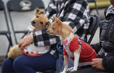 Jornada de Esterilización y Vacunación Canina y Felina en San Mateo Atenco