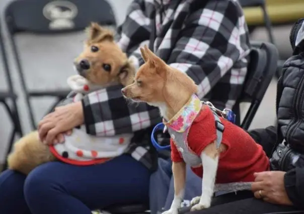 Jornada de Esterilización y Vacunación Canina y Felina en San Mateo Atenco