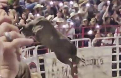 Toro salta valla y hiere a tres personas en rodeo (VIDEO)