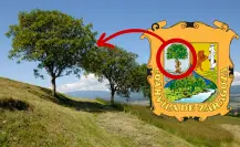 ¿Conoces el emblemático árbol de Coahuila?