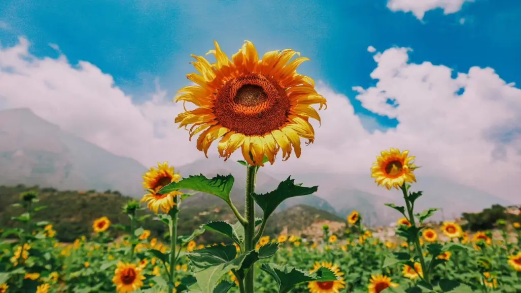 Descubre el hermoso campo de girasoles en Santiago, Nuevo León