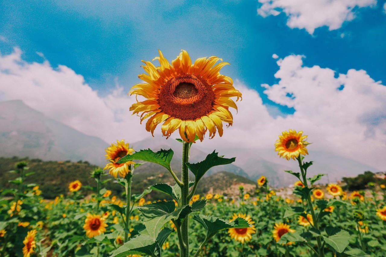 Campo de Girasoles en la Laguna de Sánchez. Foto: David De La Peña