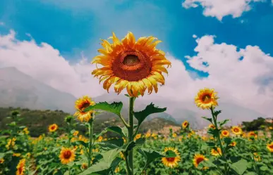 Descubre el hermoso campo de girasoles en Santiago, Nuevo León