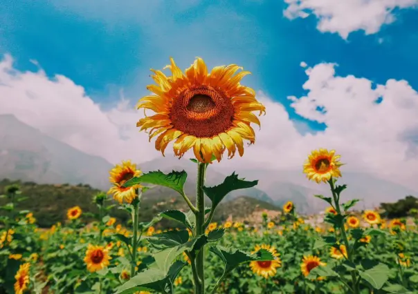 Descubre el hermoso campo de girasoles en Santiago, Nuevo León