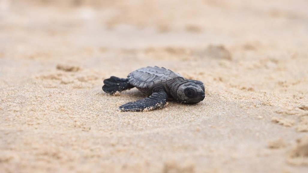 Preparan liberación de crías de tortuga lora en playas tamaulipecas