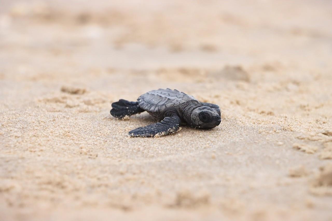 Son liberadas para volver al mar y adentrarse en lo que será su nueva vida. Foto: Ignacio Aceves