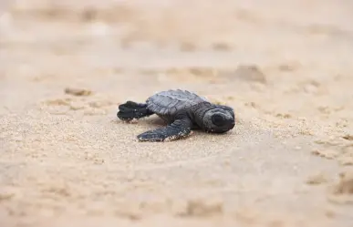 Preparan liberación de crías de tortuga lora en playas tamaulipecas