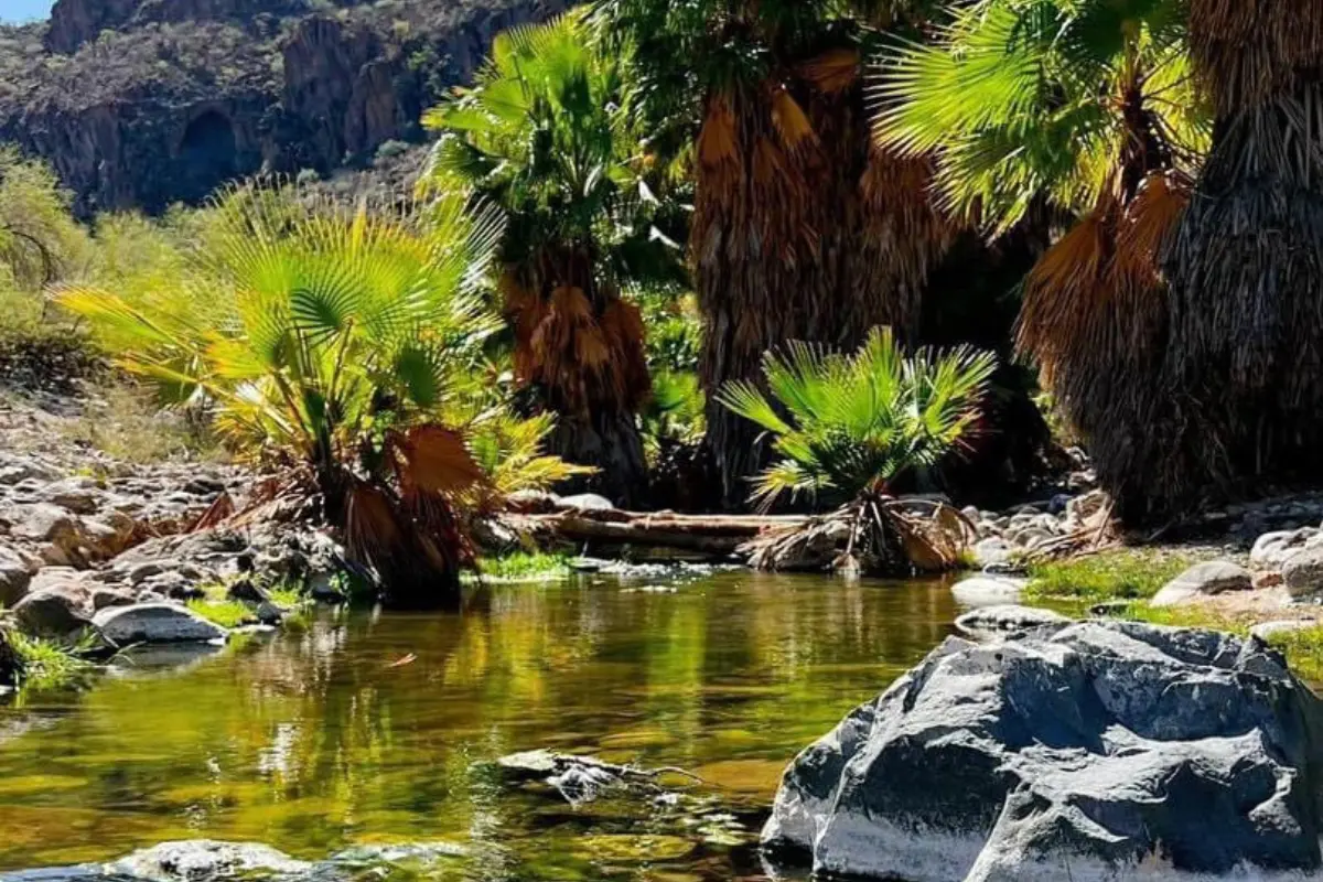 Oasis en San Miguel de Comondú. Foto: Explora tu Baja