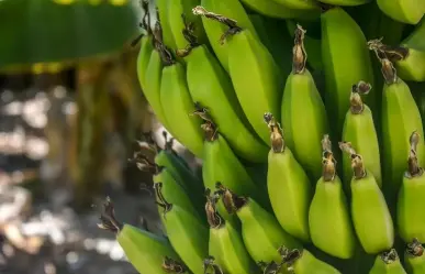 Impone Estados Unidos multa a bananera colombiana por apoyo a paramilitares
