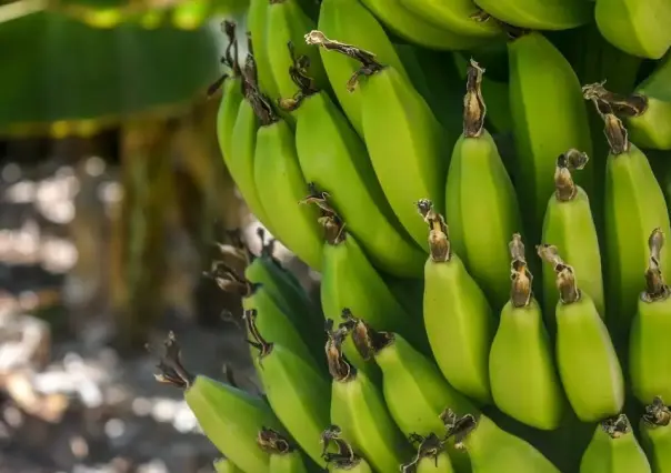 Impone Estados Unidos multa a bananera colombiana por apoyo a paramilitares