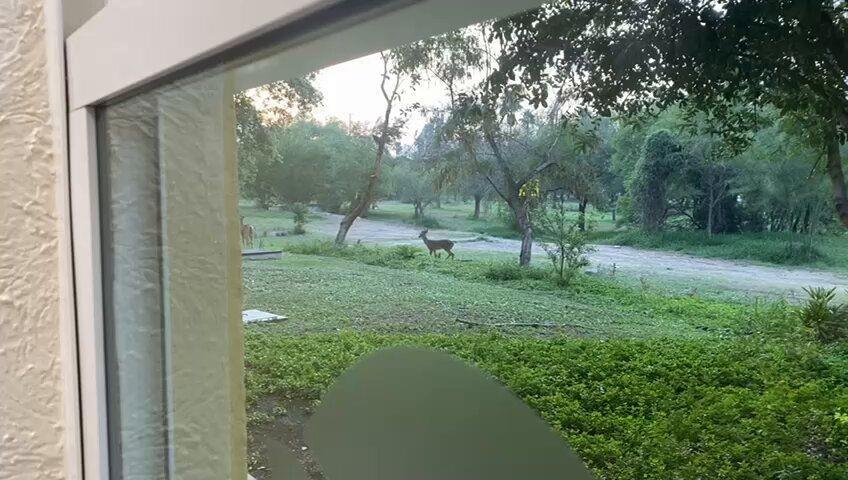 Venados visitan el Campus Mederos y sorprenden a alumnos y maestros