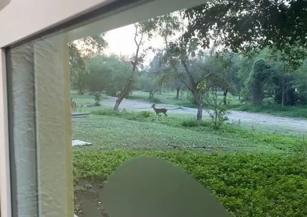 Venados visitan el Campus Mederos y sorprenden a alumnos y maestros