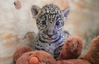 Nacen dos jaguares y una cebra en el zoológico de Nuevo Laredo