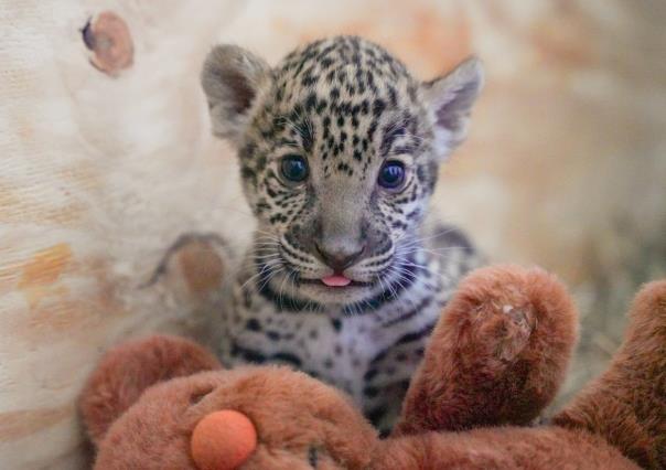 Nacen dos jaguares y una cebra en el zoológico de Nuevo Laredo