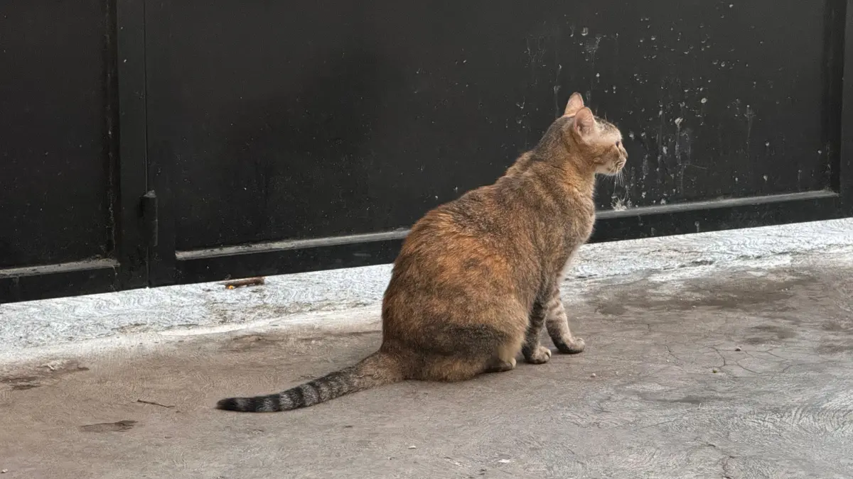 Se busca que vecinos de una colonia se hagan cargo de algún perro o gato callejero Fotos: Irving Gil