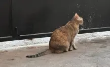 Animalistas de Mérida le apuestan al cuidado de animales callejeros