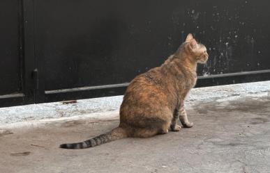 Animalistas de Mérida le apuestan al cuidado de animales callejeros