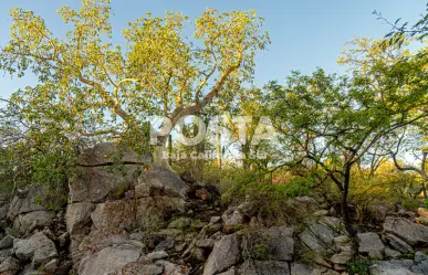 Arroyo de Las Plantas: una ruta de senderismo interpretativo en La Paz